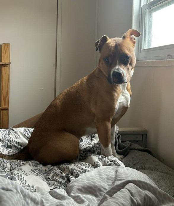 Bruno $250, Adoptable, Adult Male Boxer.