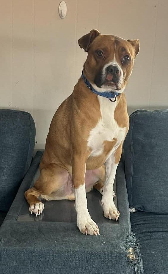 Enlarge Bruno $250, a Adoptable mixed breed in Milwaukee, WI image 2/5