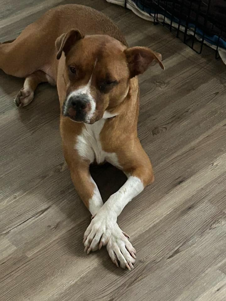 Enlarge Bruno $250, a Adoptable mixed breed in Milwaukee, WI image 2/6