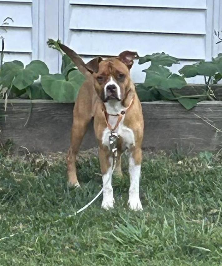 Enlarge Bruno $400, a Adoptable mixed breed in Milwaukee, WI image 1/6