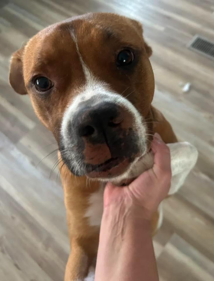 Enlarge Bruno $250, a Adoptable mixed breed in Milwaukee, WI image 3/6