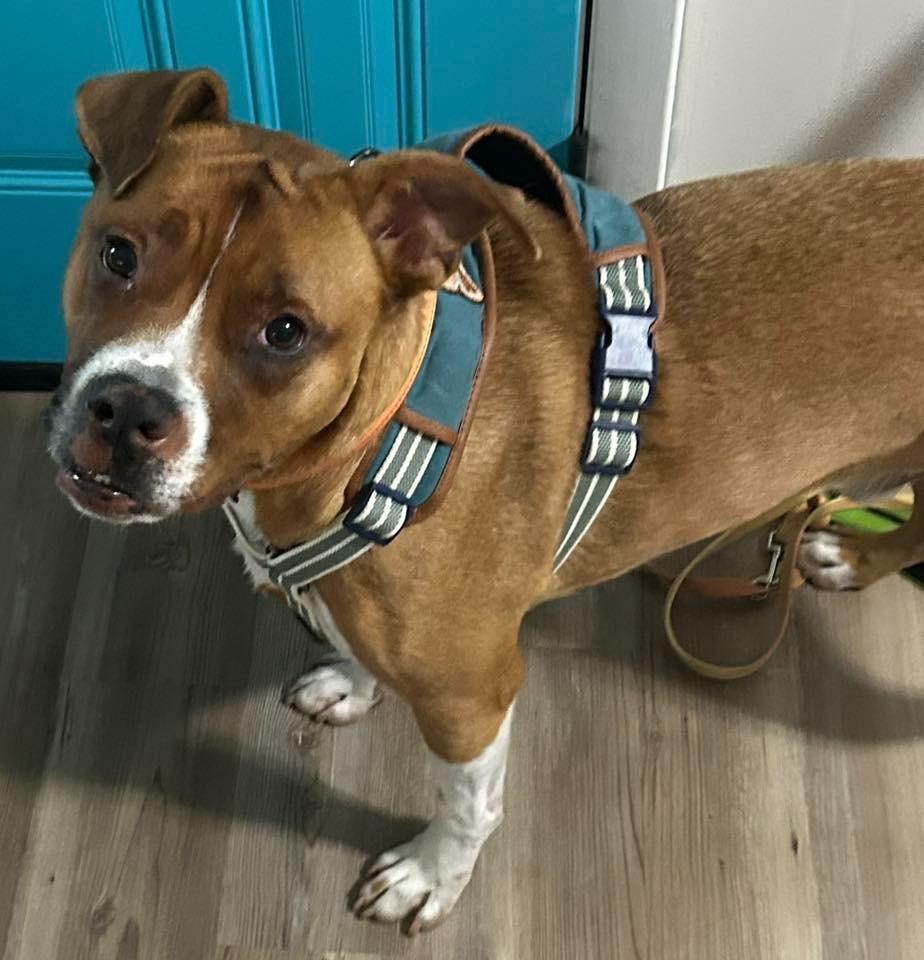 Enlarge Bruno $400, a Adoptable mixed breed in Milwaukee, WI image 2/6