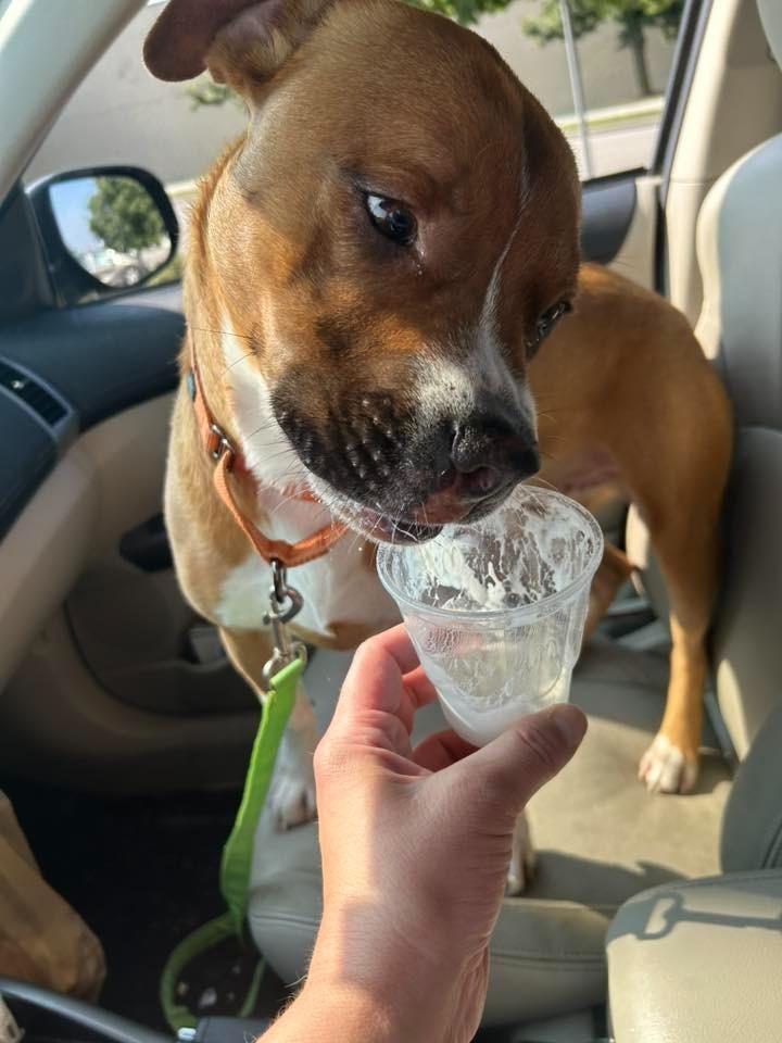 Enlarge Bruno $250, a Adoptable mixed breed in Milwaukee, WI image 4/6