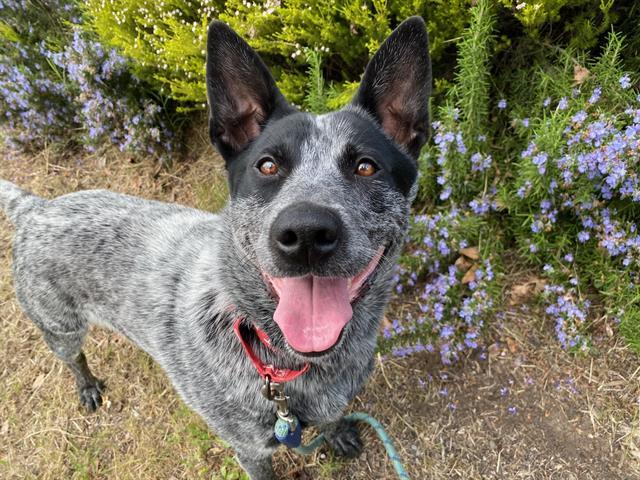 WRANGLER, Adoptable, Young Male Australian Cattle Dog / Blue Heeler.