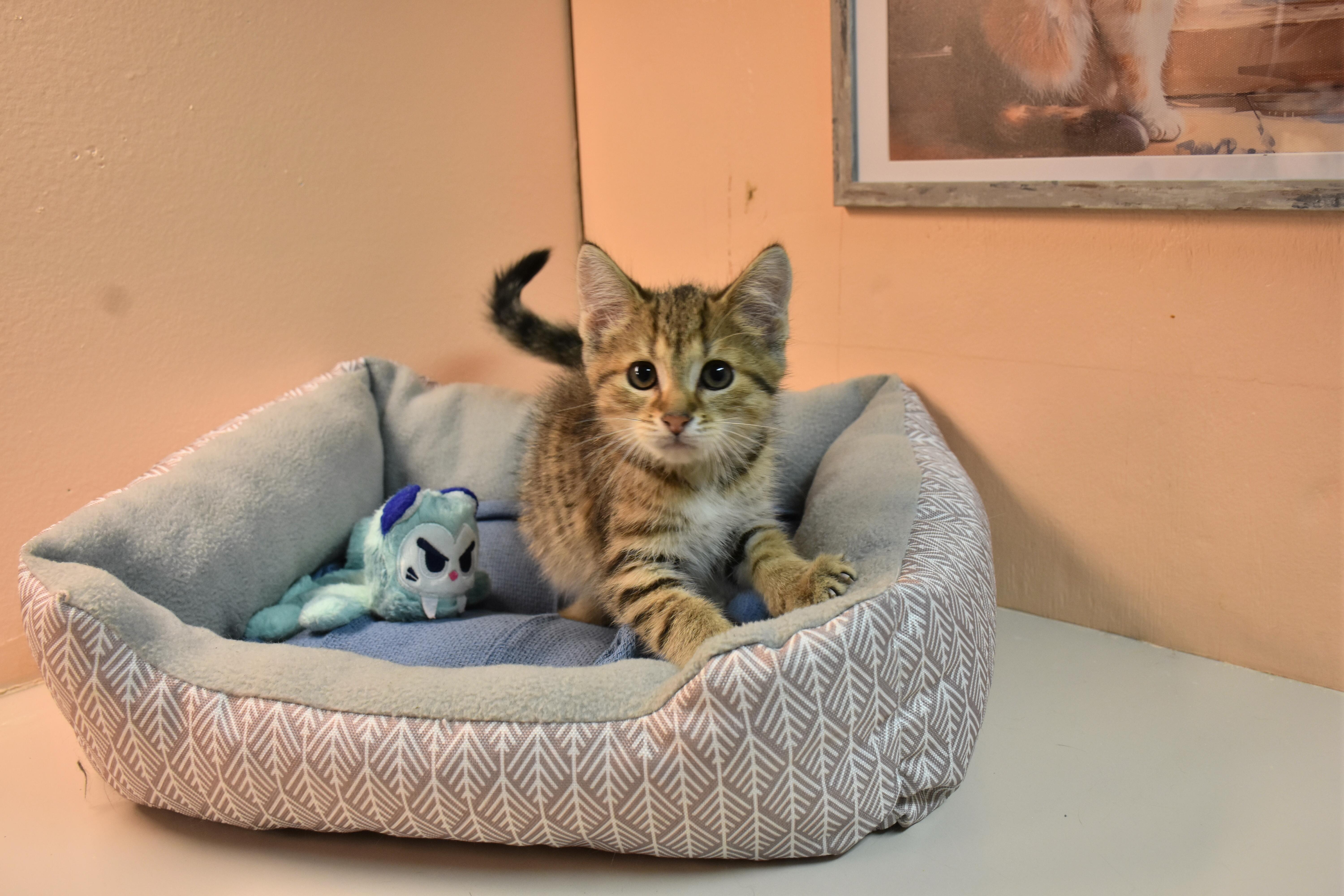 Waffle, ADOPTABLE, Kitten Male Domestic Short Hair.