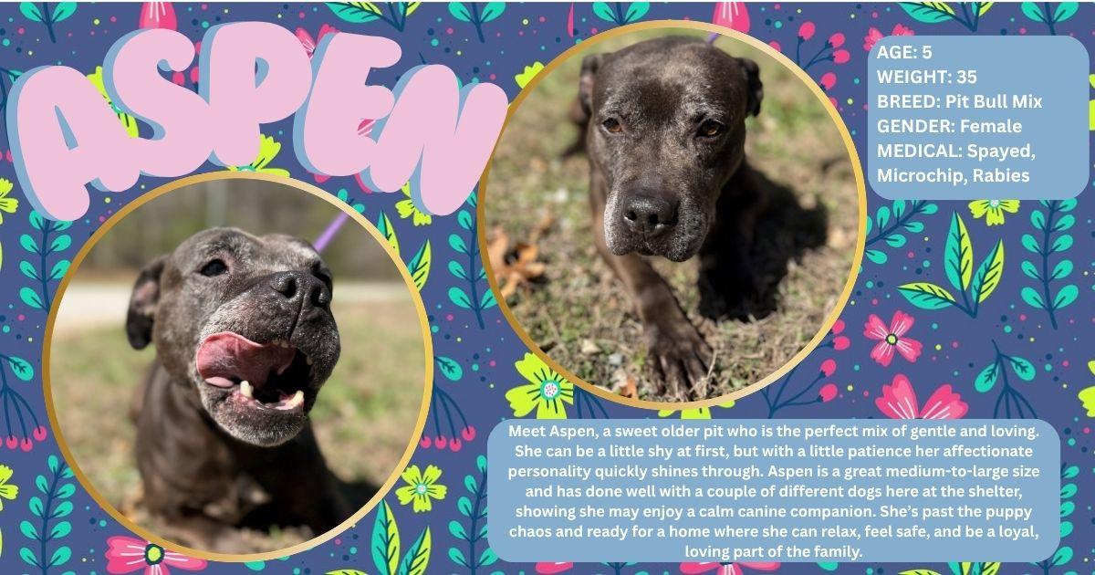 Enlarge Aspen , a ADOPTABLE American Staffordshire Terrier in Powhatan, VA image 1/1