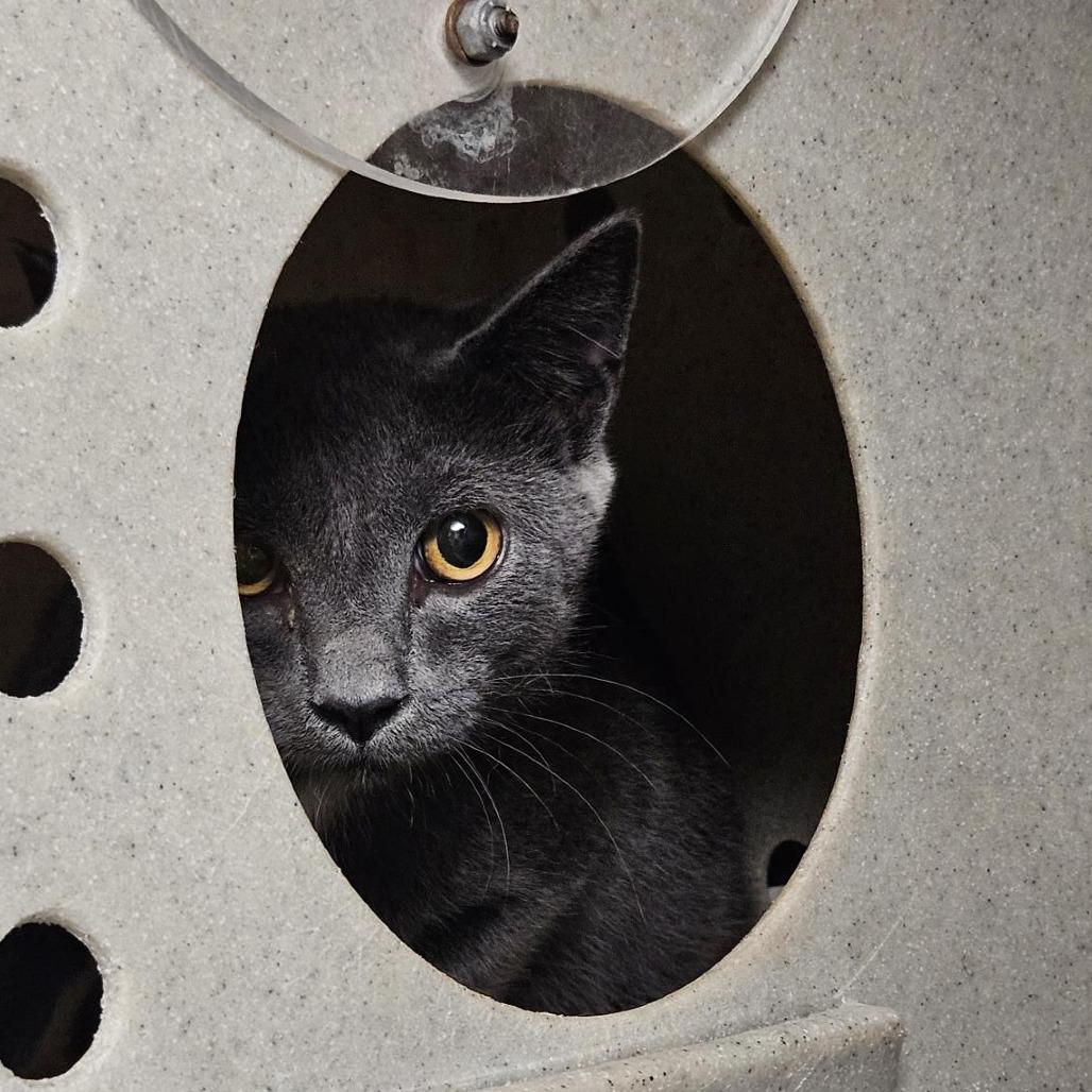 Neally, Adoptable, Young Male Domestic Short Hair.