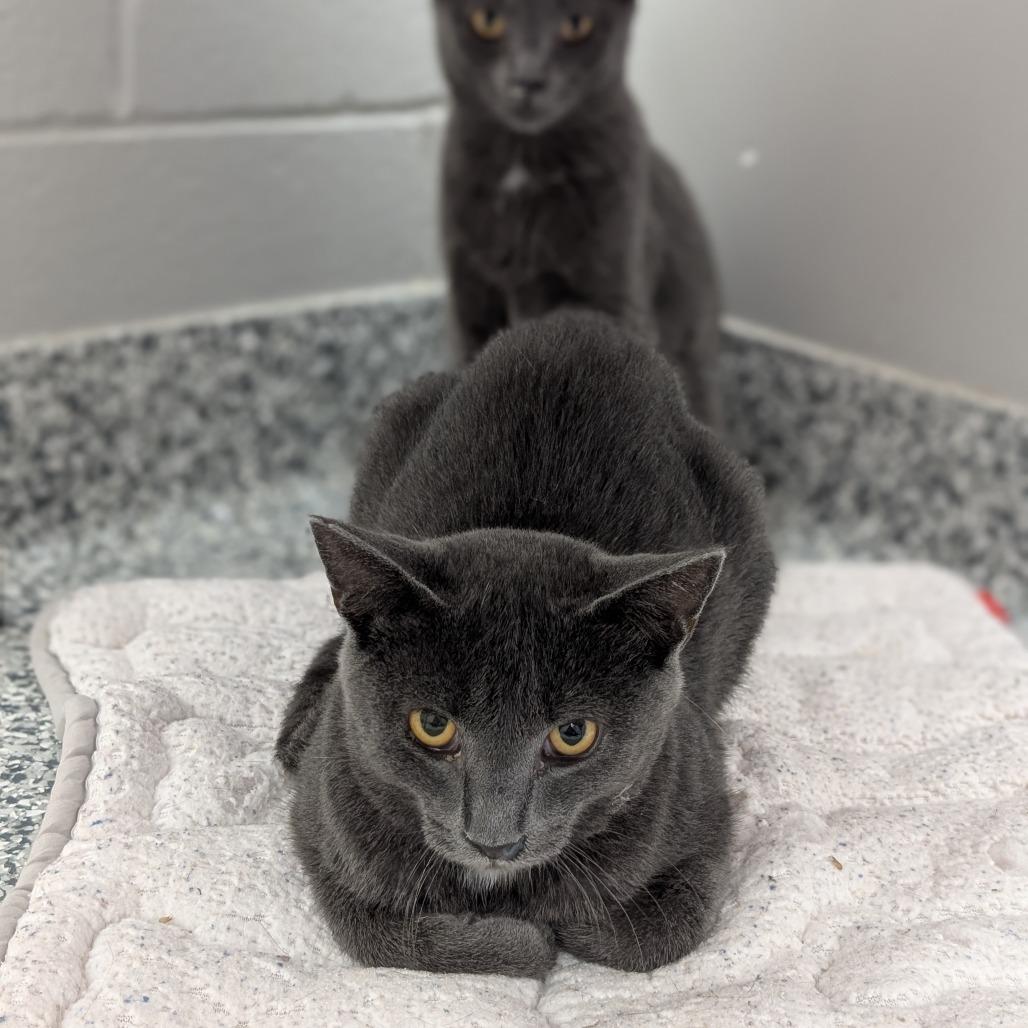 Enlarge Neally, a Adoptable Domestic Short Hair in Brookfield, WI image 2/3