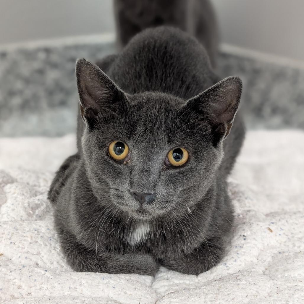 Enlarge Neally, a Adoptable Domestic Short Hair in Brookfield, WI image 3/3