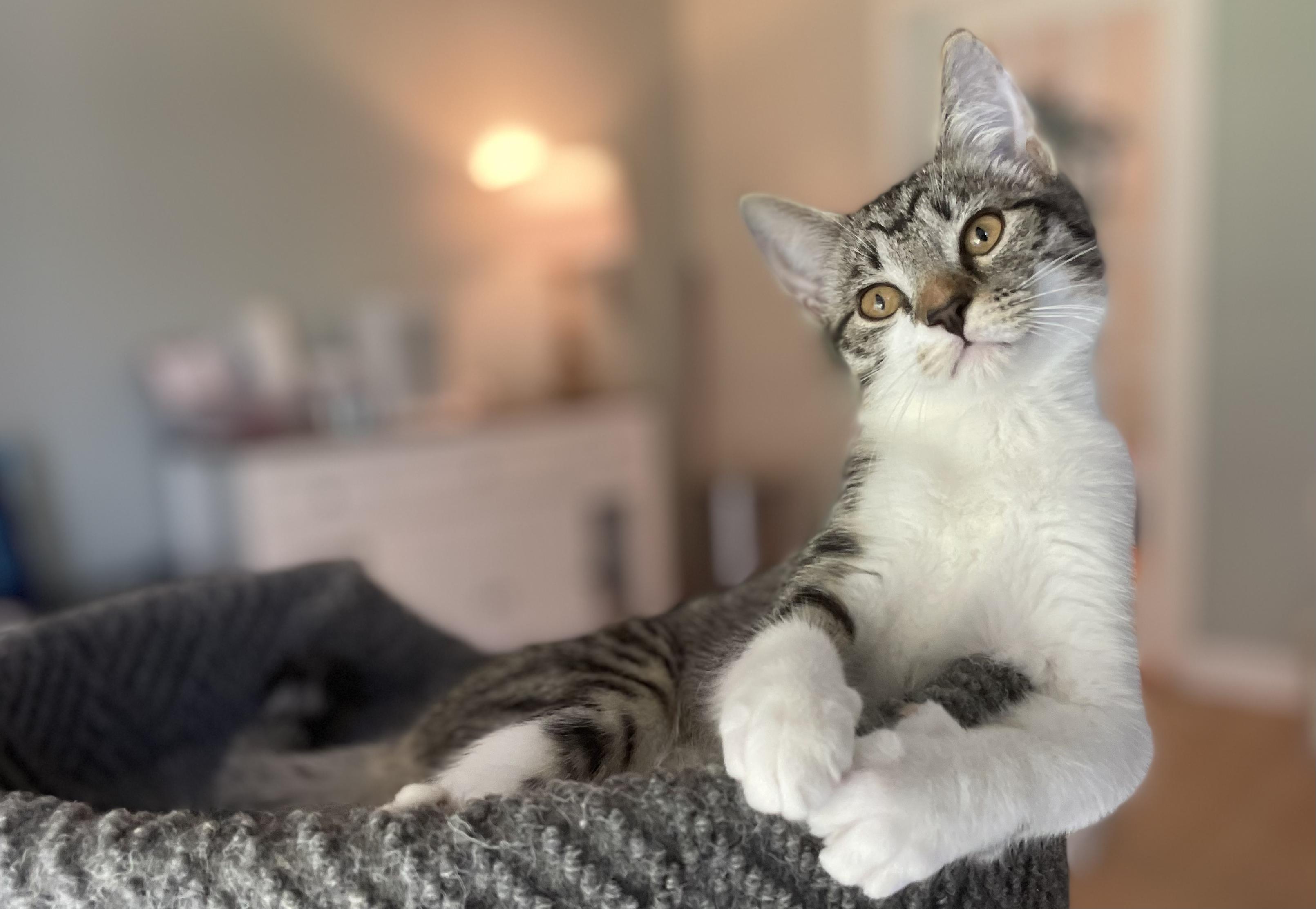 Kiara, Young Female Domestic Short Hair