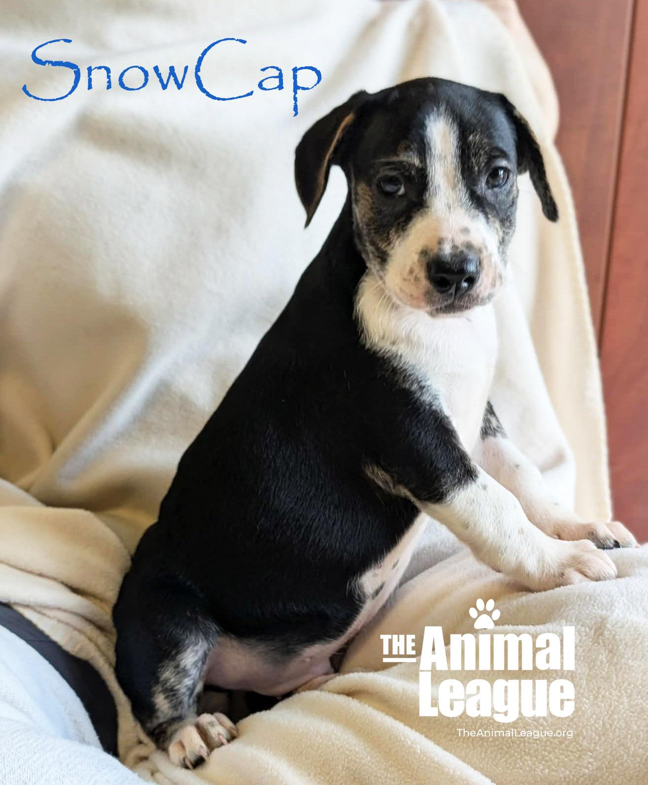 Enlarge SnowCap, a Adoptable mixed breed in Groveland, FL image 3/5