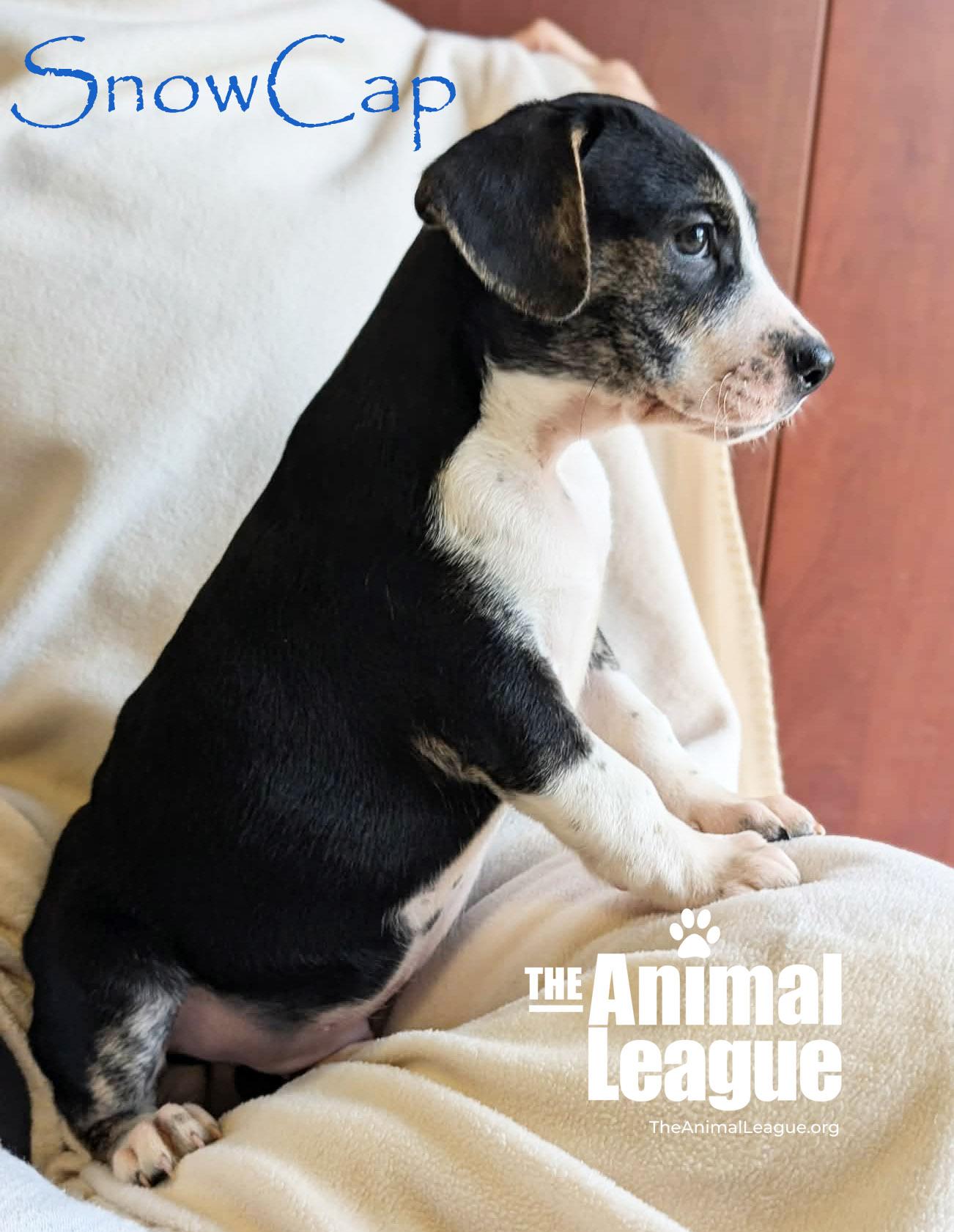 Enlarge SnowCap, a Adoptable mixed breed in Groveland, FL image 5/5