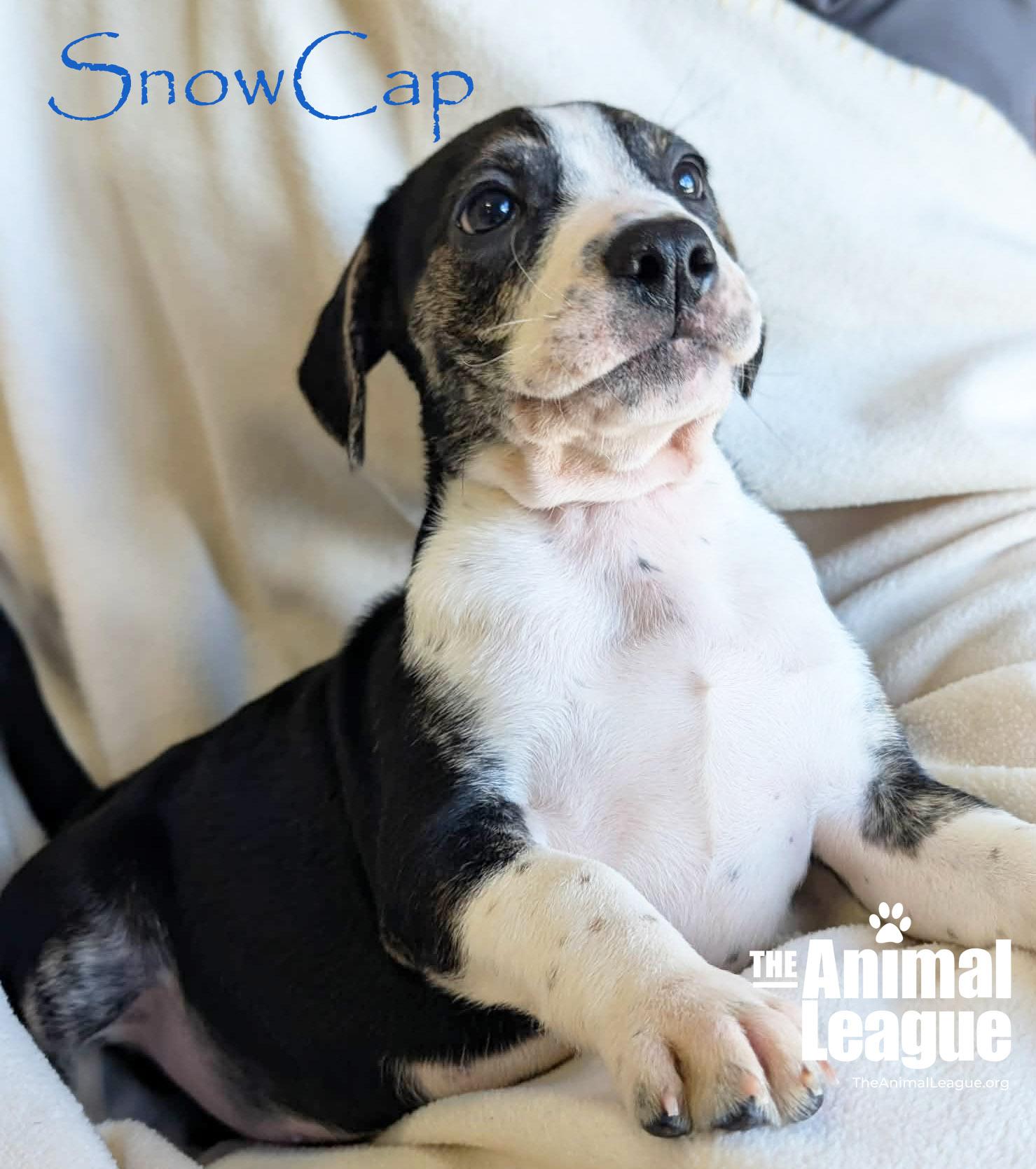 Enlarge SnowCap, a Adoptable mixed breed in Groveland, FL image 2/5