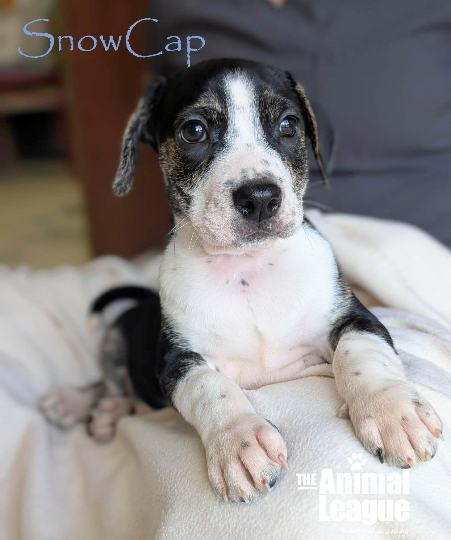 SnowCap, Adoptable, Puppy Male Beagle & Labrador Retriever.