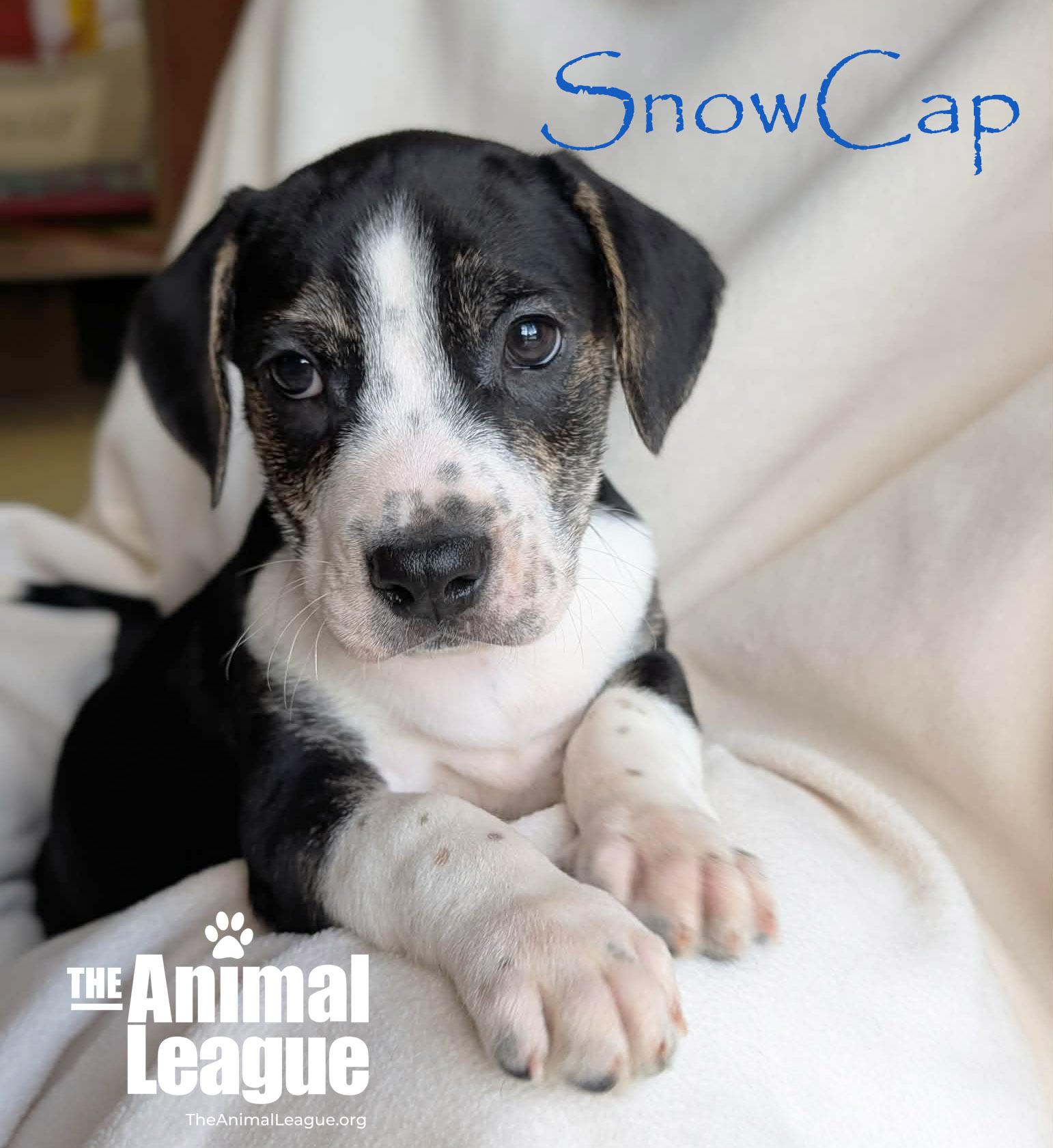 Enlarge SnowCap, a Adoptable mixed breed in Groveland, FL image 4/5