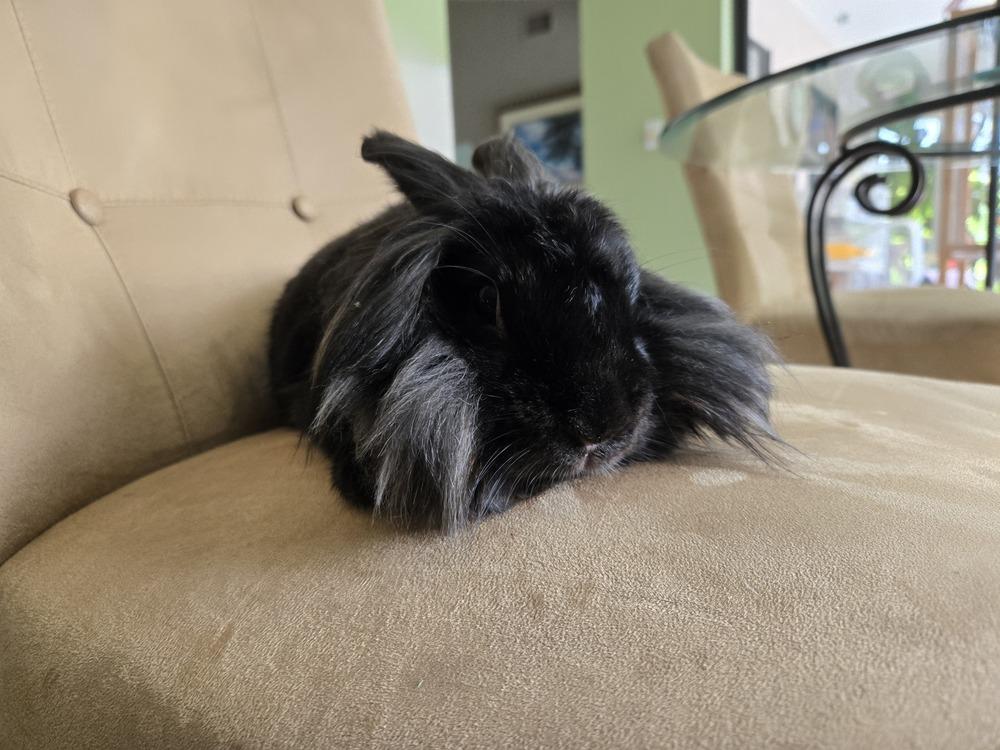 Twila, Adoptable, Adult Female Lionhead.