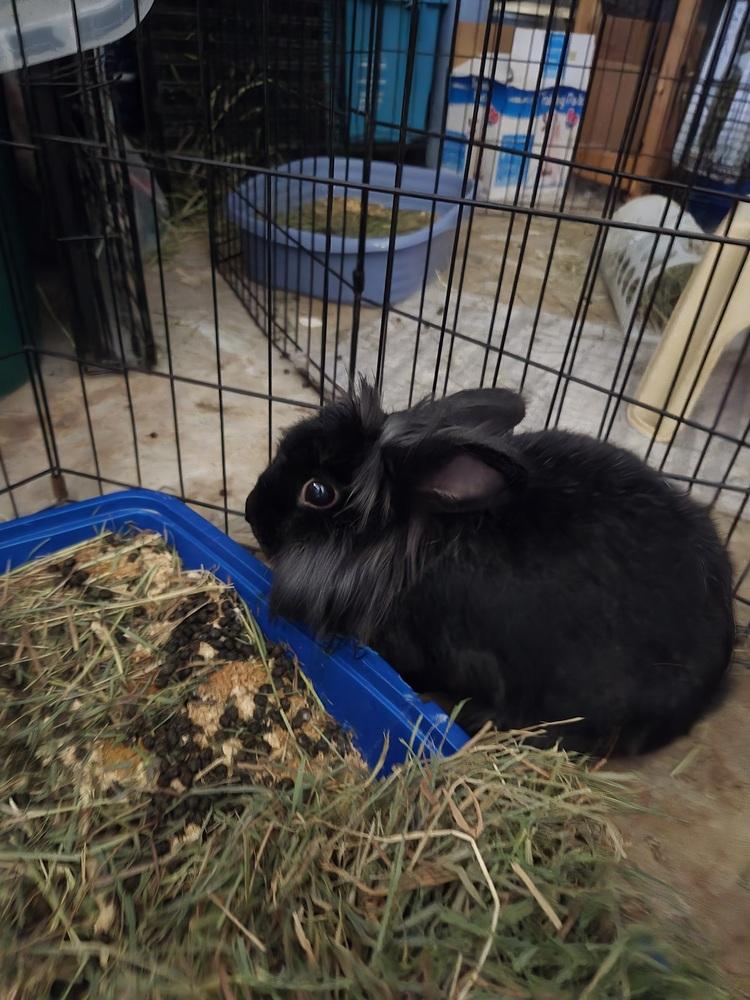 Enlarge Twila, a Adoptable Lionhead in Melbourne, FL image 2/6