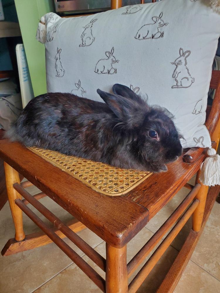 Enlarge Twila, a Adoptable Lionhead in Melbourne, FL image 3/6