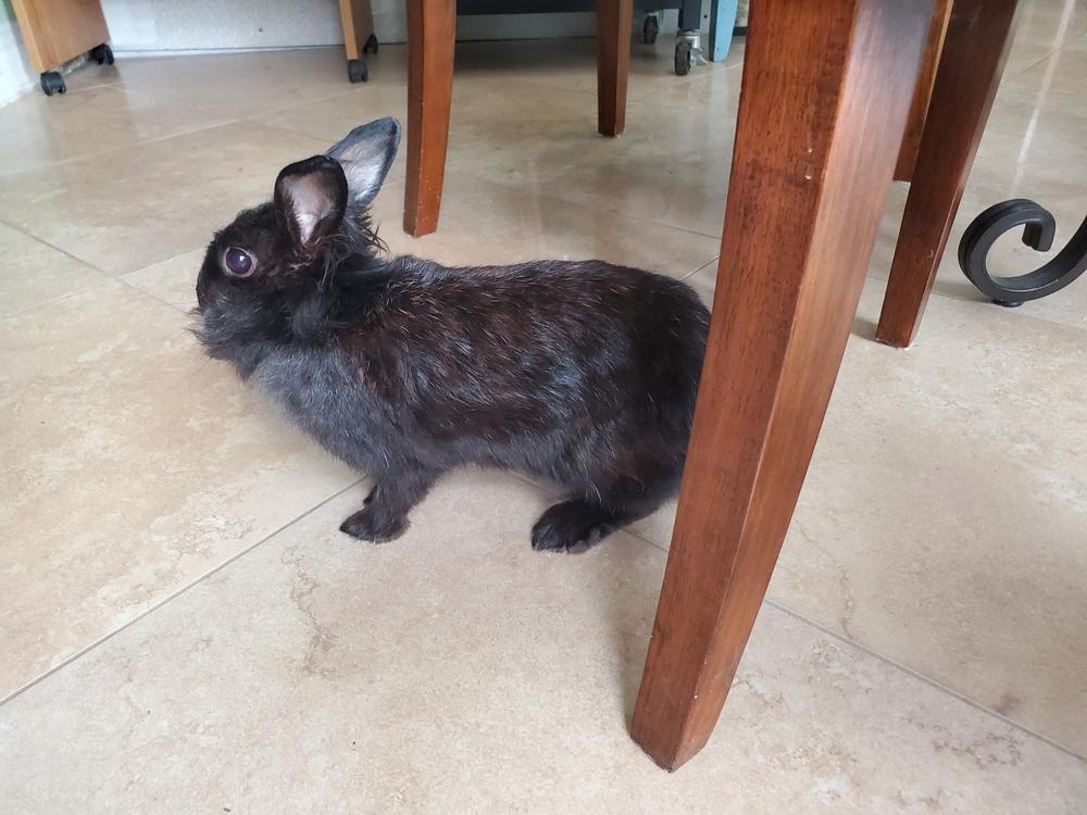 Enlarge Twila, a Adoptable Lionhead in Melbourne, FL image 4/6