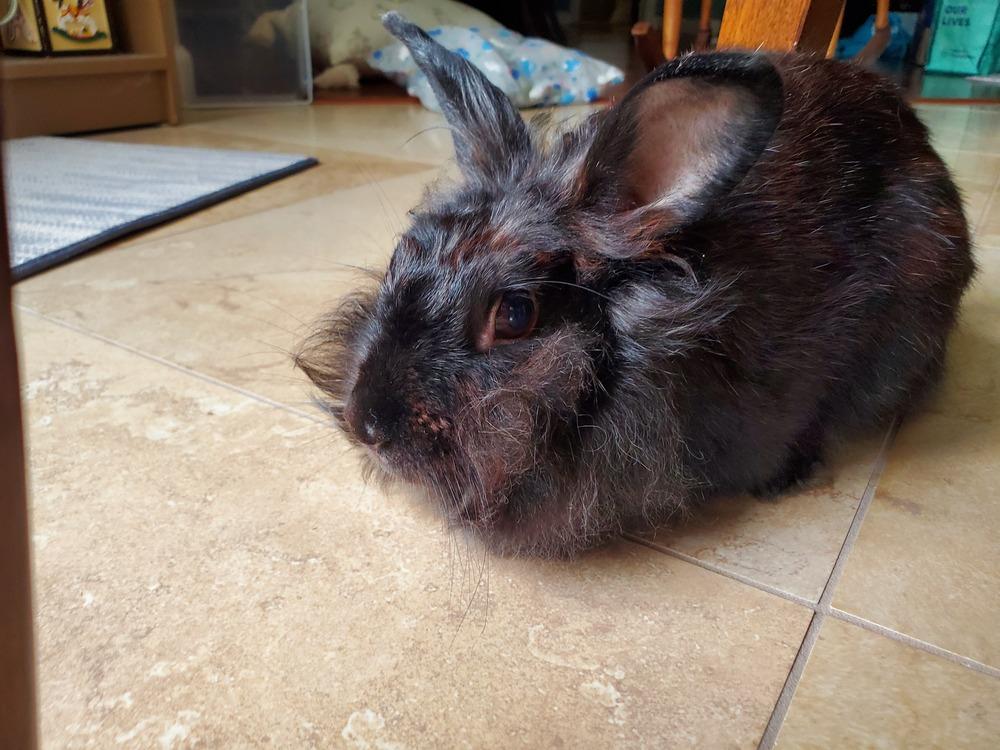 Enlarge Twila, a Adoptable Lionhead in Melbourne, FL image 5/6