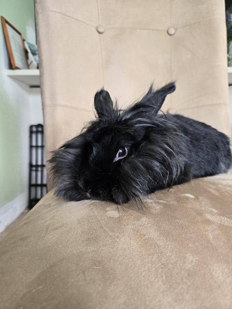 Enlarge Twila, a Adoptable Lionhead in Melbourne, FL image 6/6