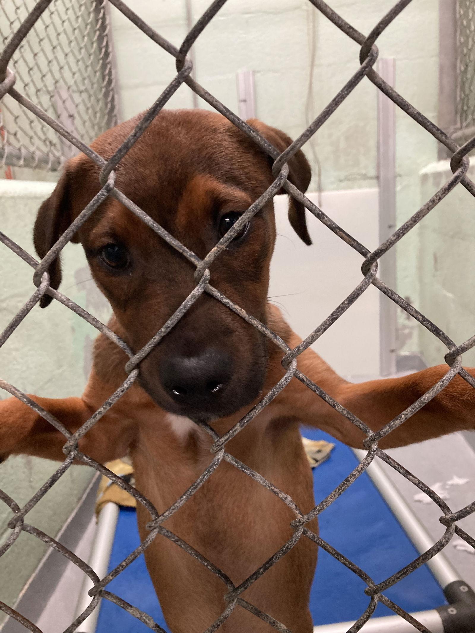 Jasper, Adopted, Puppy Male Hound.