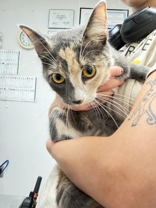 Octavia, Adoptable, Adult Female Domestic Short Hair & Domestic Short Hair.