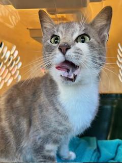 Goose, an adopted Domestic Short Hair in Ladson, SC image 2/3