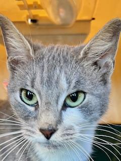 Goose, an adopted Domestic Short Hair in Ladson, SC image 1/3