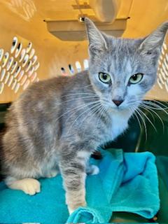 Goose, an adopted Domestic Short Hair in Ladson, SC image 3/3