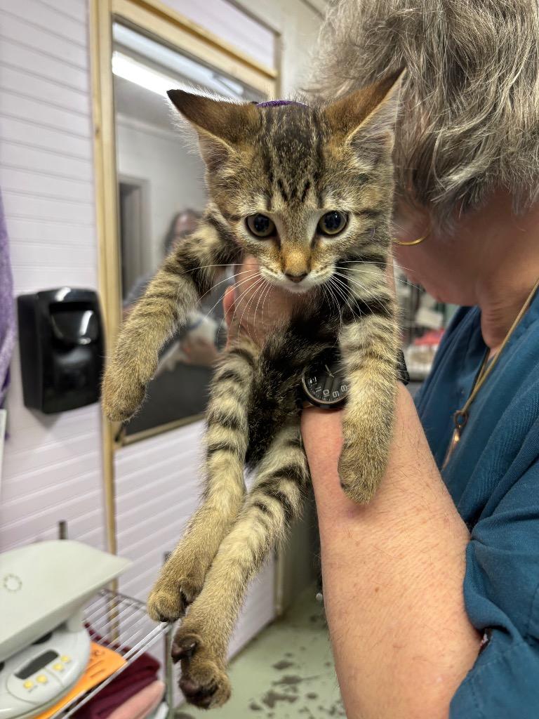 Olivia Benson, Adoptable, Kitten Female Domestic Short Hair.