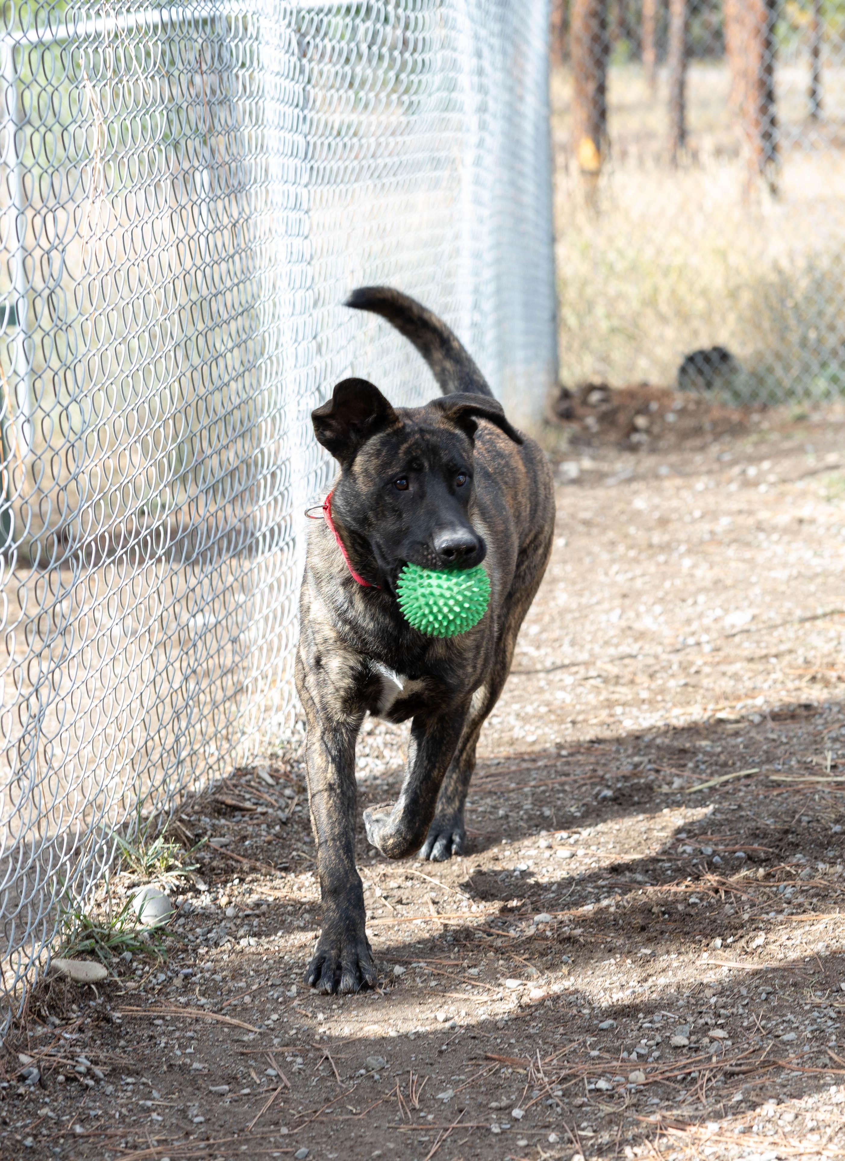 Scout, a Adoptable mixed breed in Libby, MT image 1/2