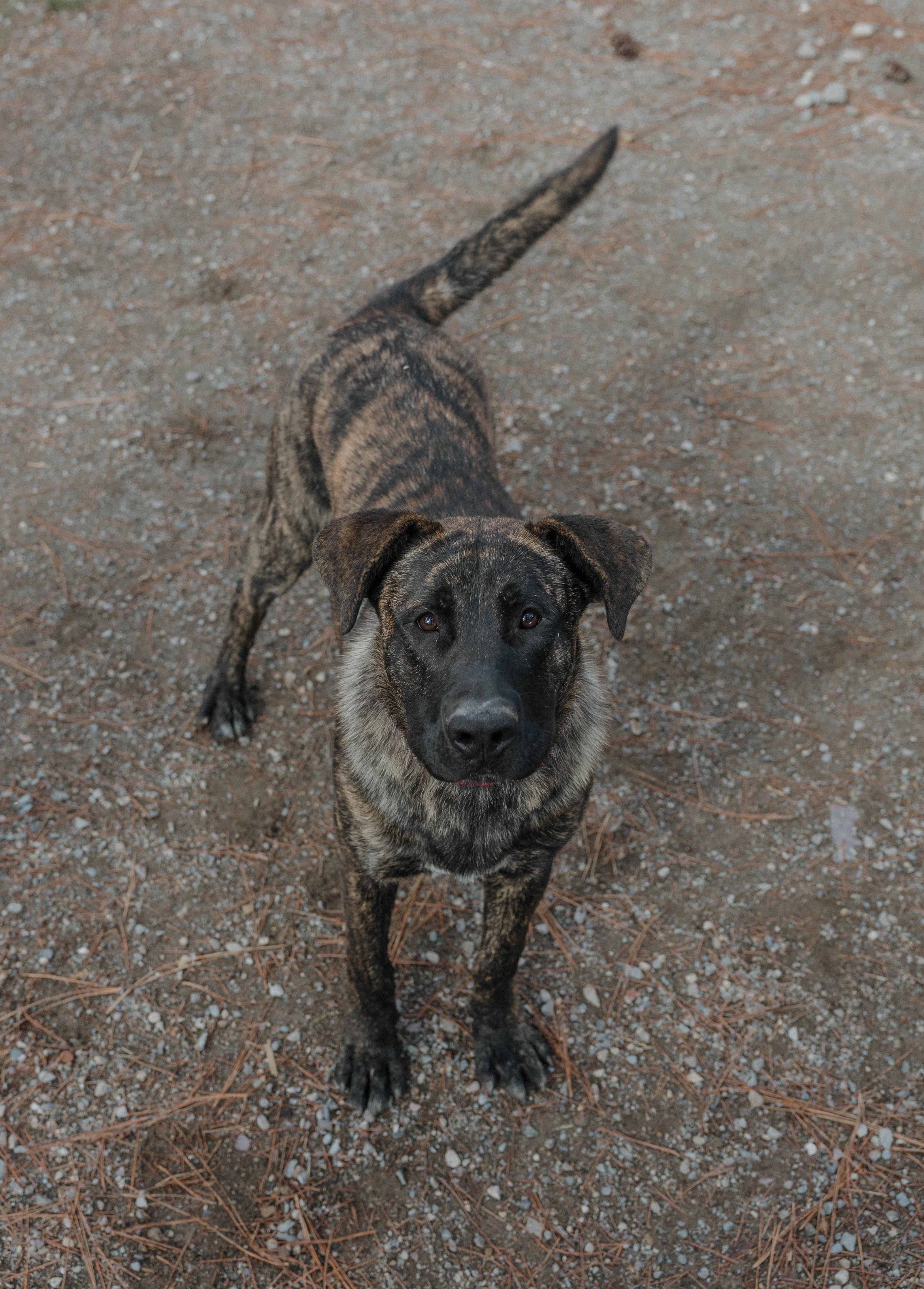 Scout, a Adoptable mixed breed in Libby, MT image 2/2