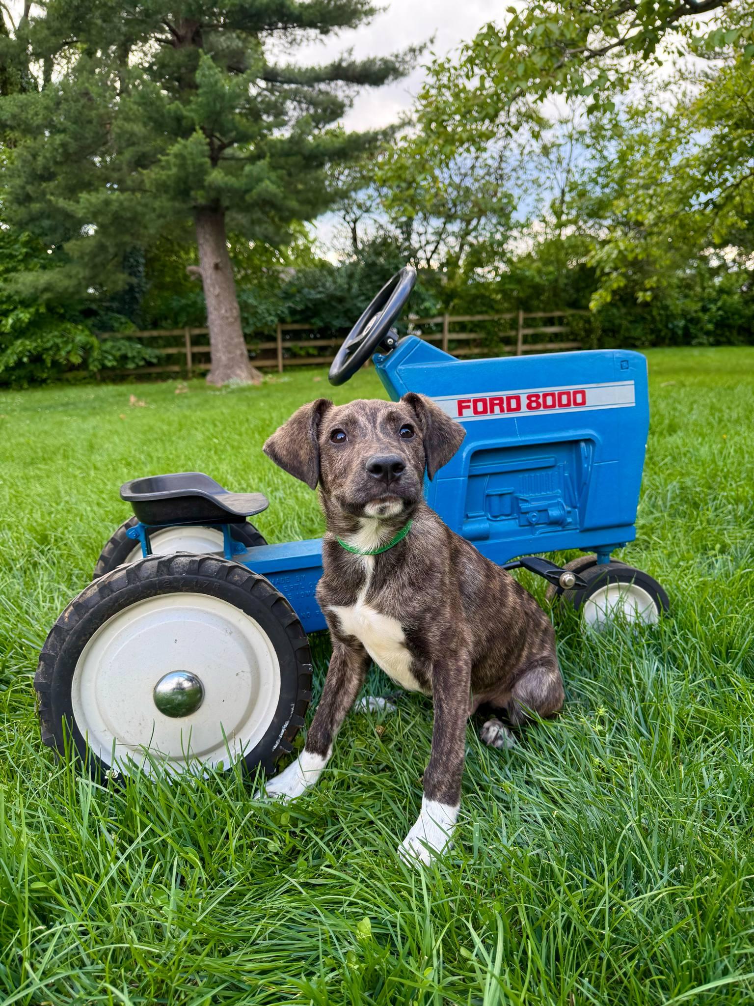 John Deere, Adoptable, Puppy Male Mixed Breed.