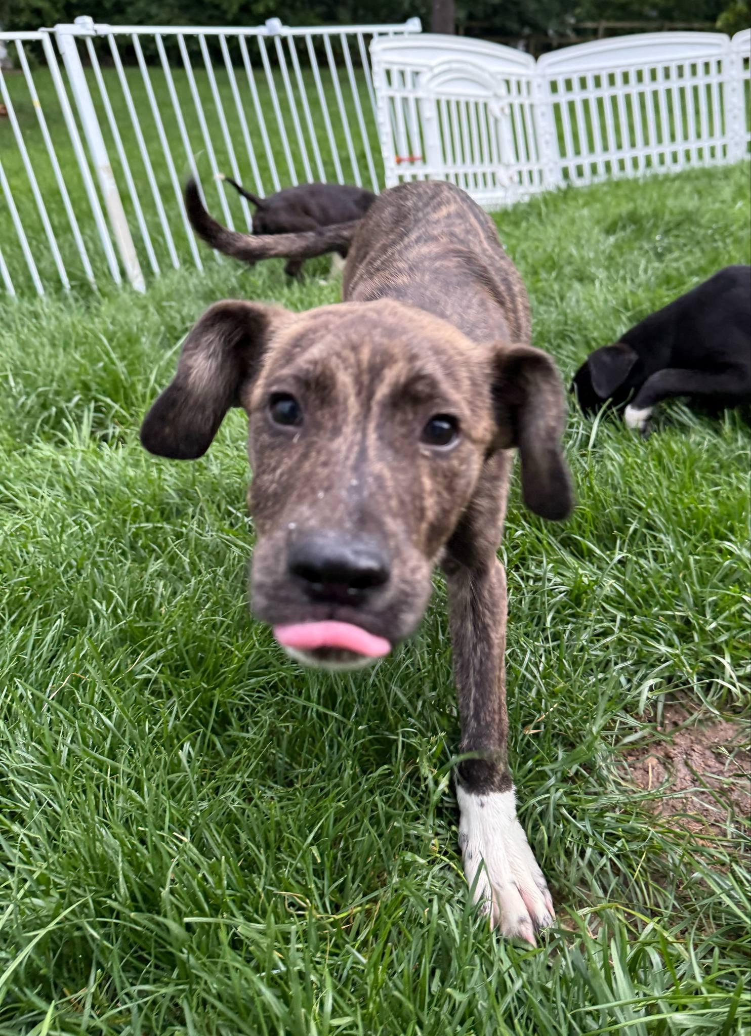 Enlarge John Deere, a Adoptable Mixed Breed in Hagerstown, MD image 2/3