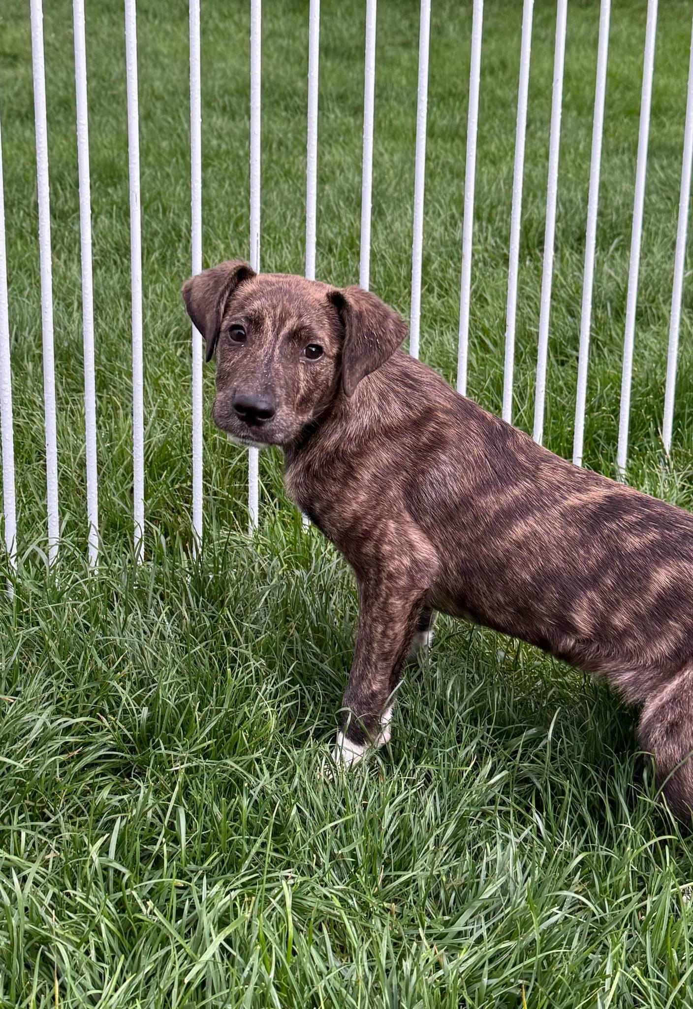 John Deere, Adoptable, Puppy Male Mixed Breed.