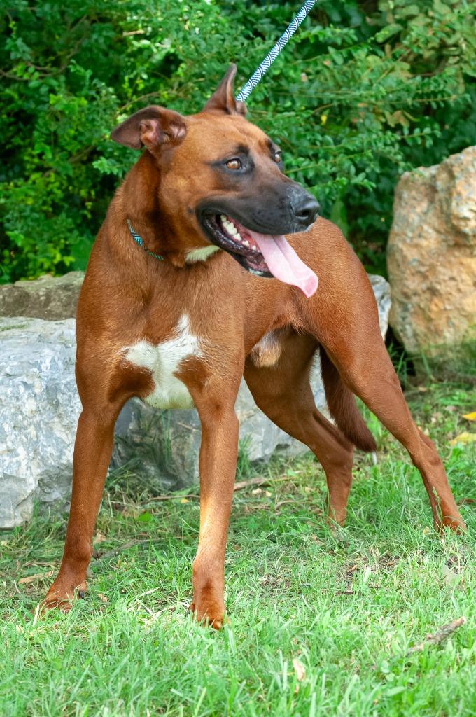 Enlarge Tommy/Dragon/Sarge, a Adoptable mixed breed in Johnson City, TN image 1/3