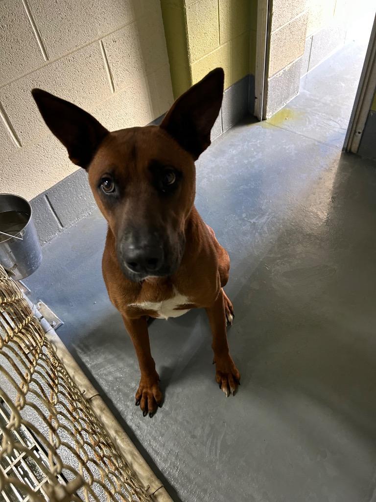 Enlarge Tommy/Dragon/Sarge, a Adoptable mixed breed in Johnson City, TN image 2/3