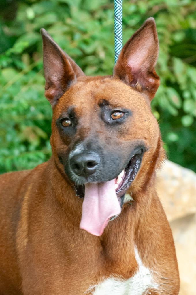 Enlarge Tommy/Dragon/Sarge, a Adoptable mixed breed in Johnson City, TN image 3/3