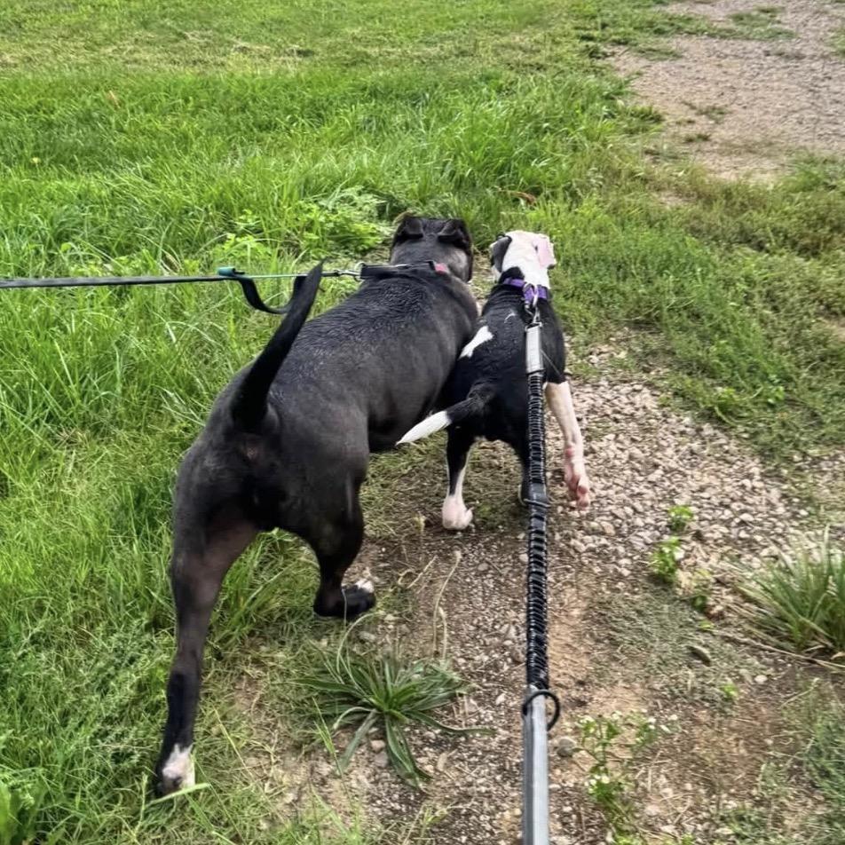 Zane, a Adoptable Pit Bull Terrier in Ottawa, KS image 1/4