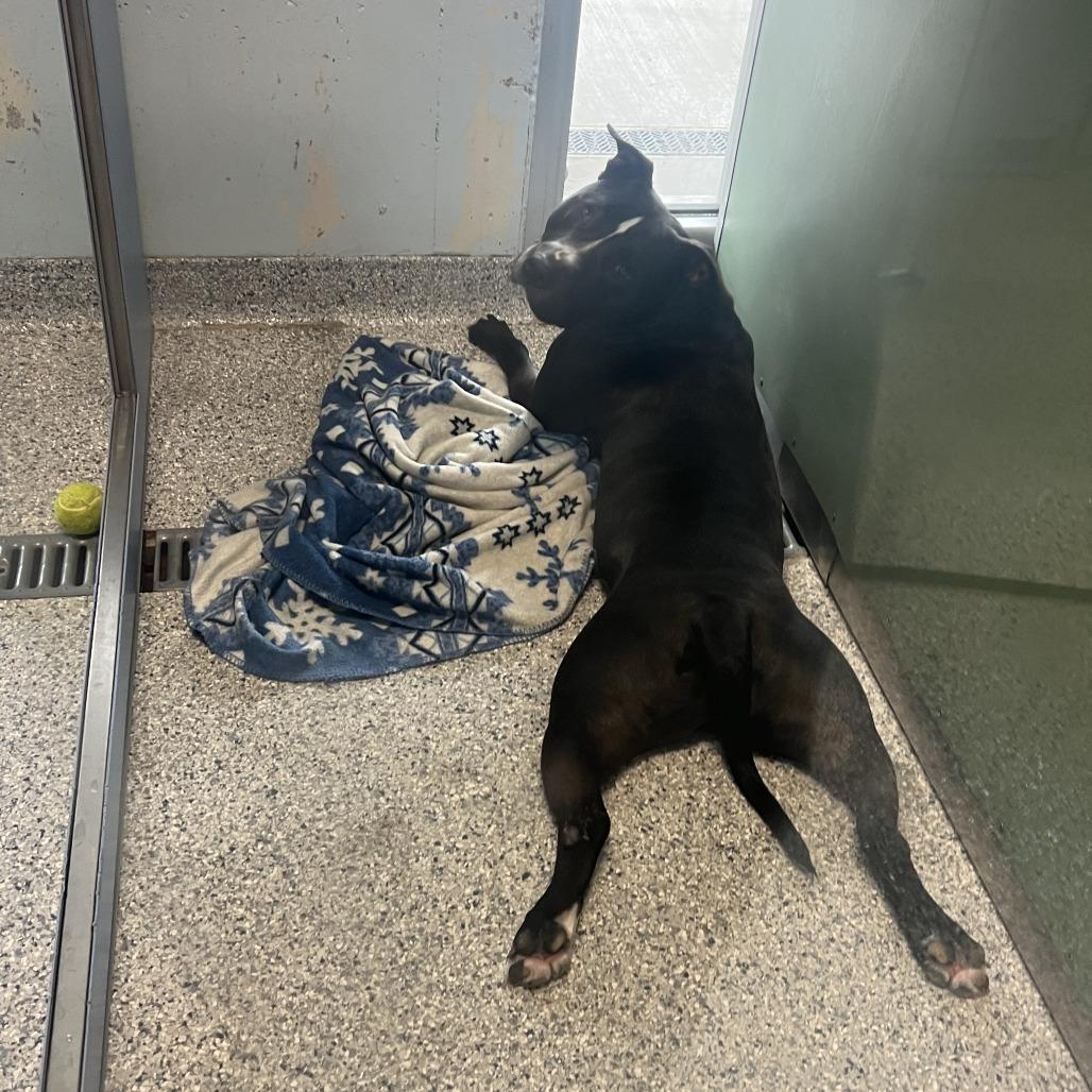 Zane, a Adoptable Pit Bull Terrier in Ottawa, KS image 2/4