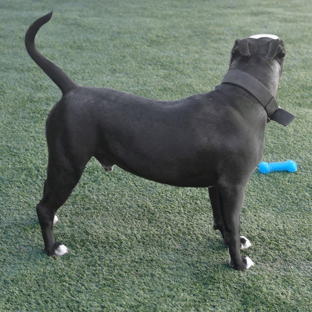 Zane, Adoptable, Young Male Pit Bull Terrier.