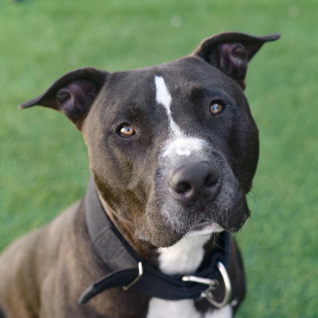 Zane, a Adoptable Pit Bull Terrier in Ottawa, KS image 2/2