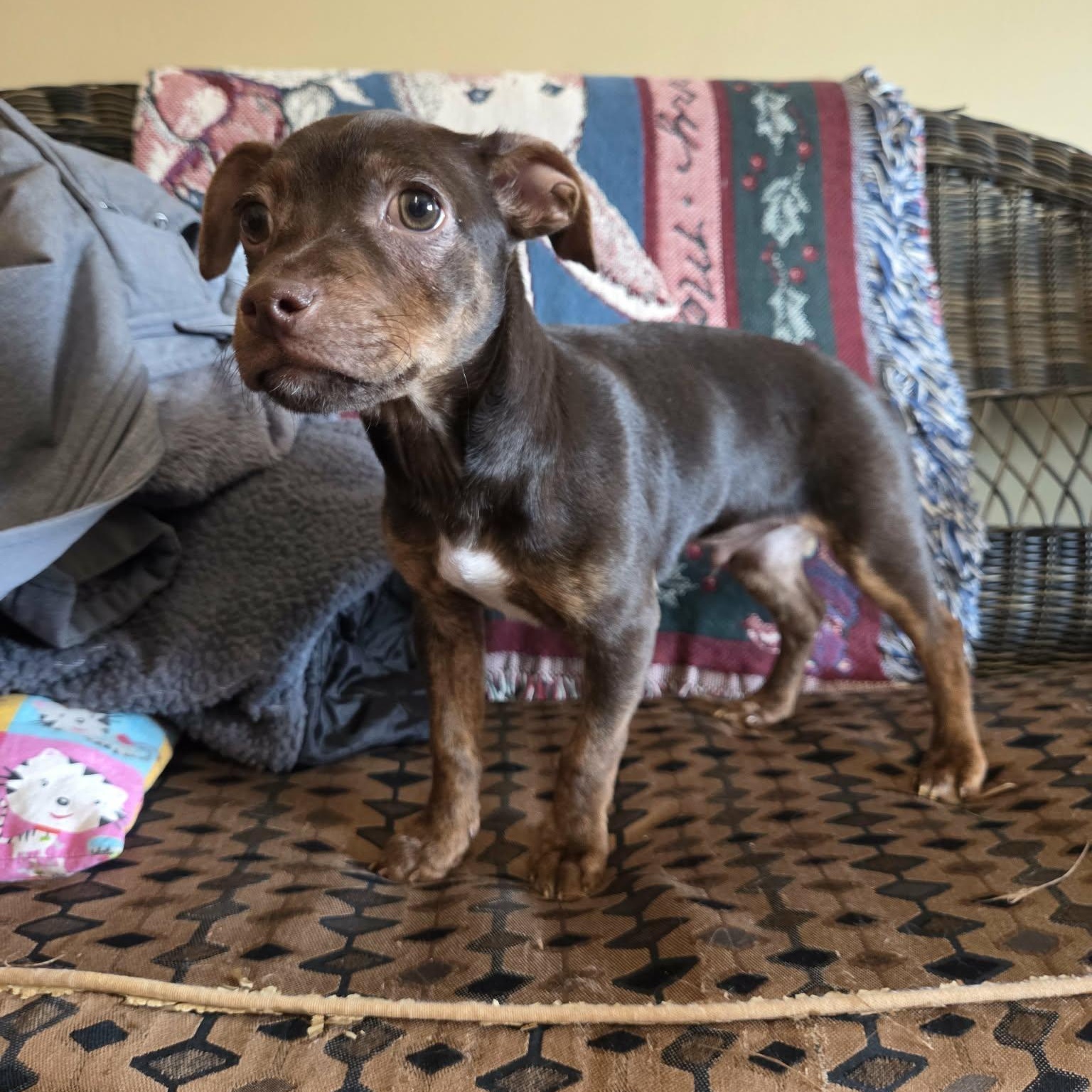 Oakley, ADOPTABLE, Young Male Chihuahua & Miniature Pinscher.