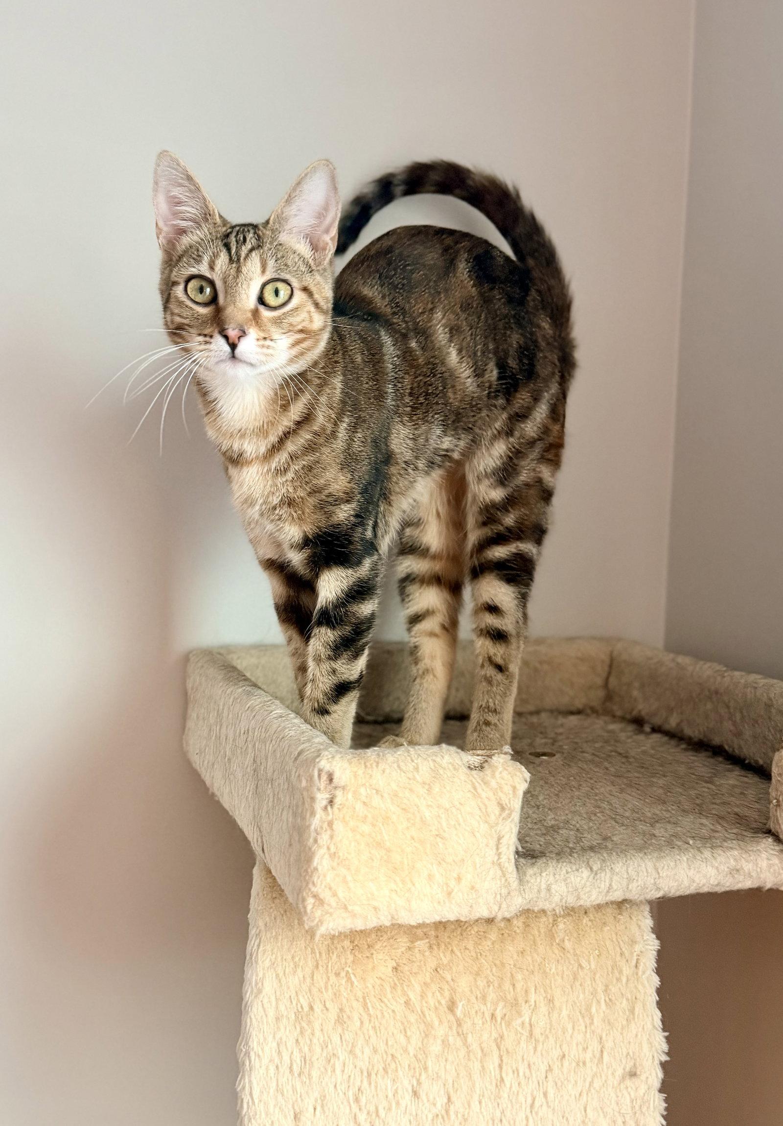 Enlarge Kira, a Adopted Domestic Short Hair in Camden, SC image 2/3