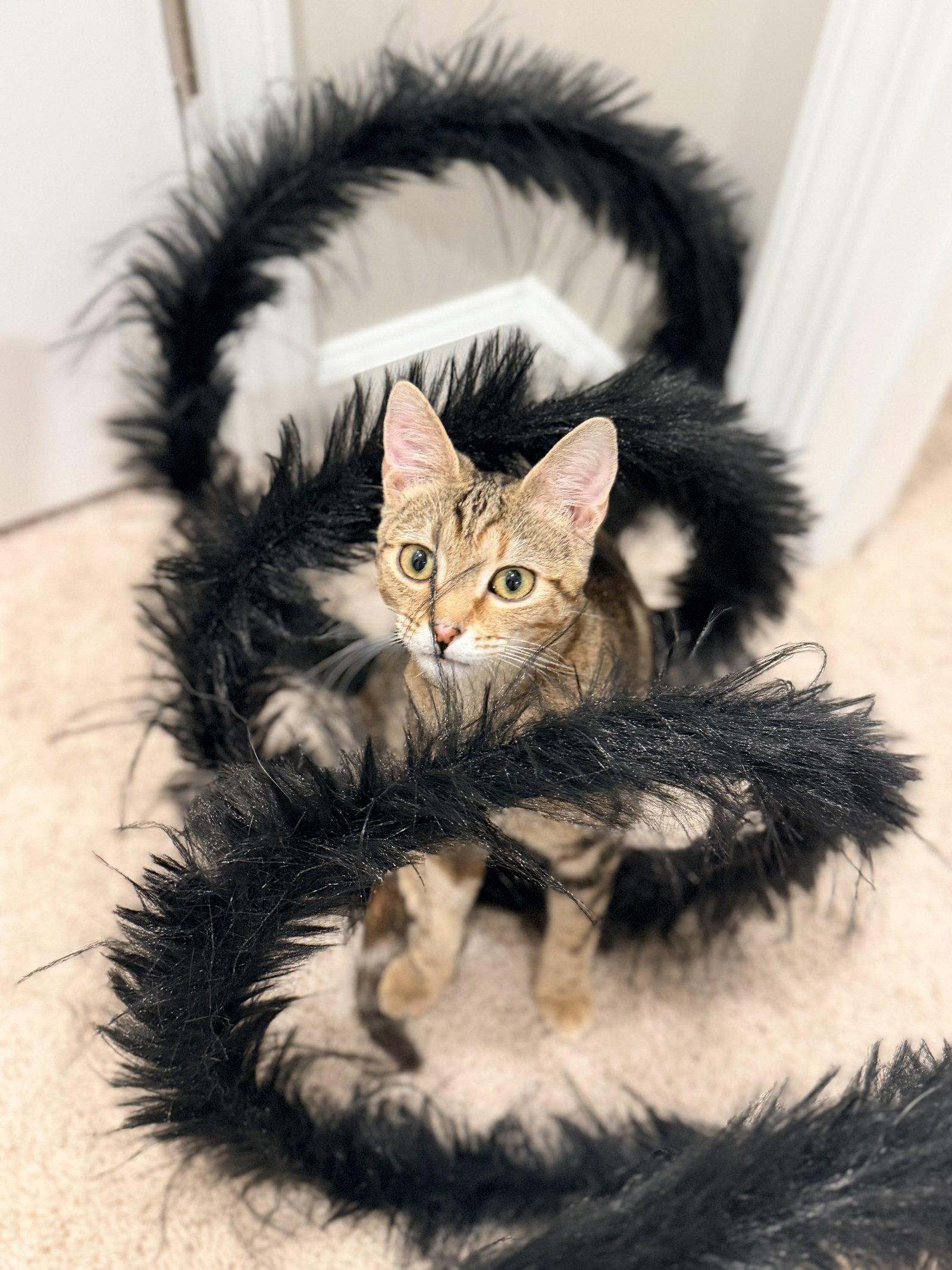 Enlarge Kira, a Adopted Domestic Short Hair in Camden, SC image 3/3