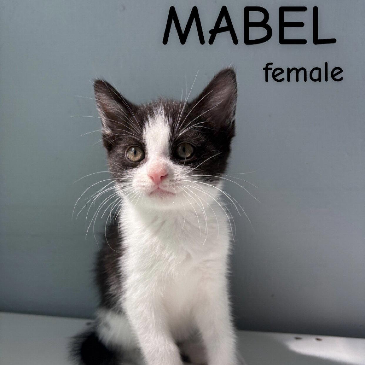 Mabel, Adopted, Kitten Female Domestic Short Hair.