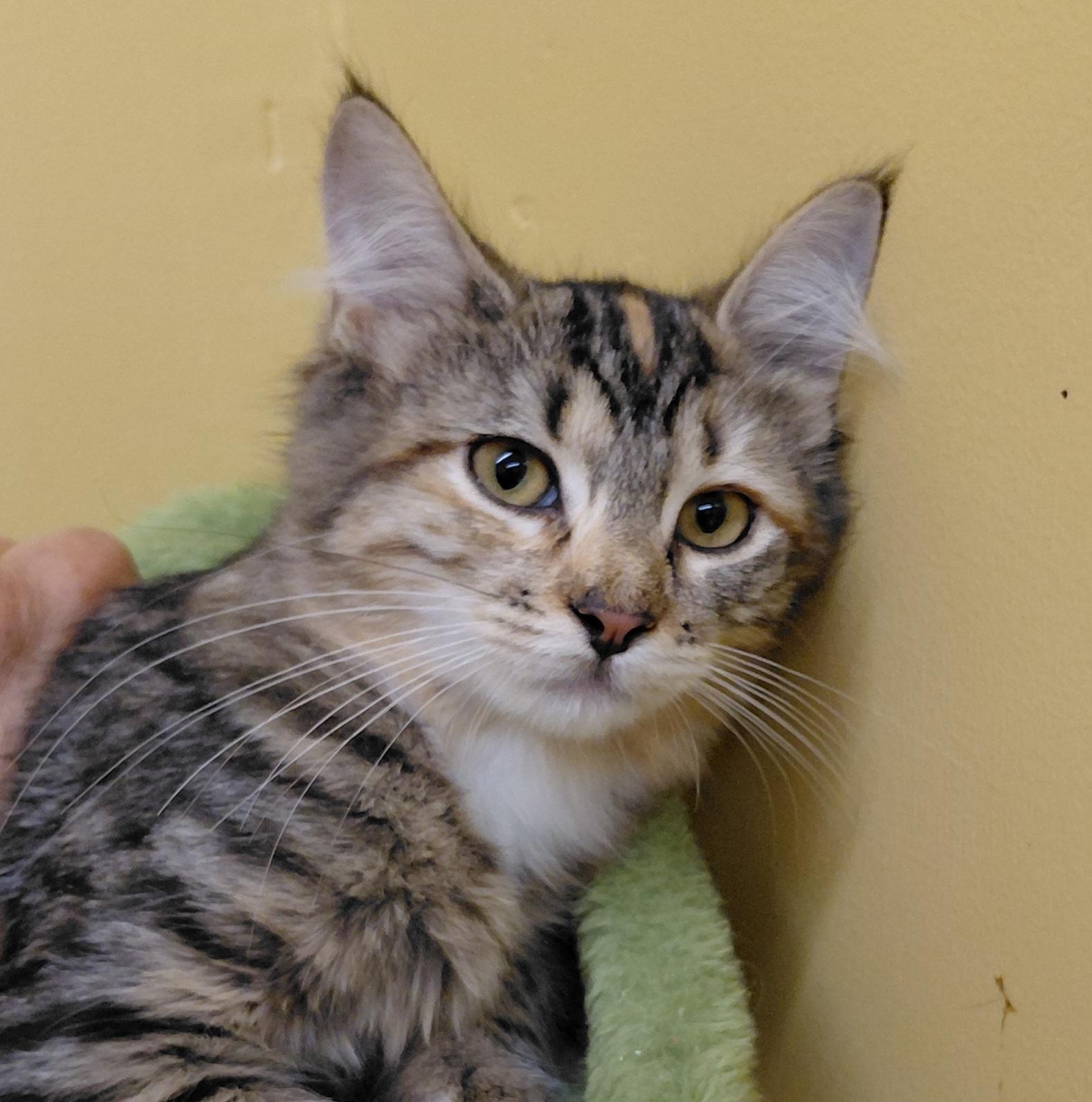Enlarge Rosemary, a Adoptable Domestic Medium Hair in Eugene, OR image 1/3