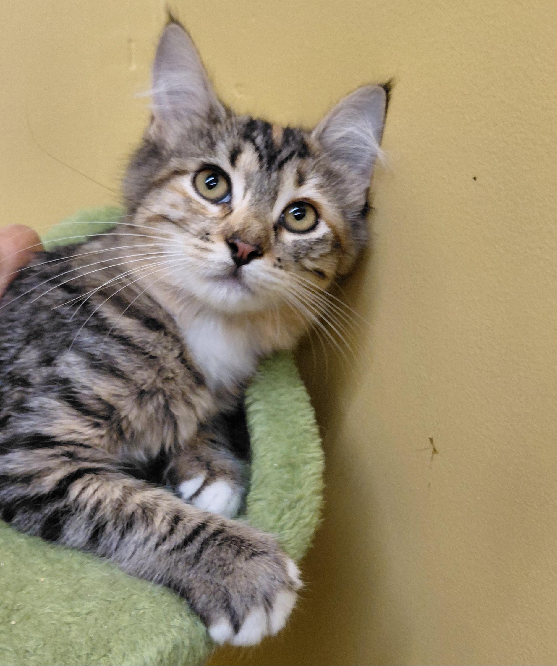 Enlarge Rosemary, a Adoptable Domestic Medium Hair in Eugene, OR image 2/3