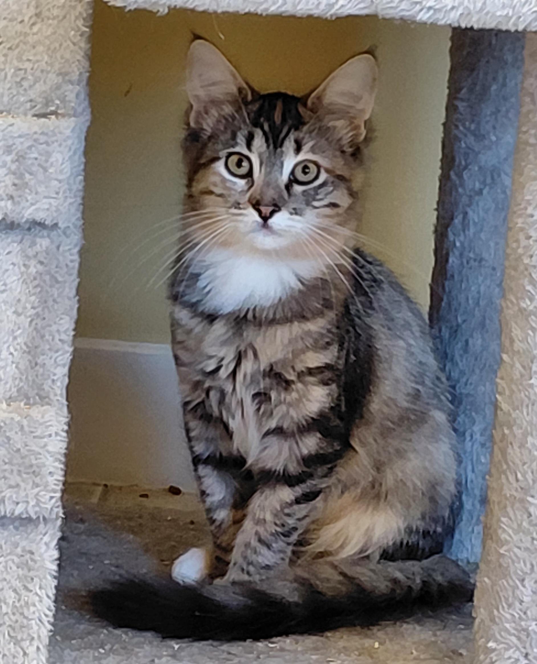 Enlarge Rosemary, a Adoptable Domestic Medium Hair in Eugene, OR image 3/3